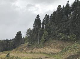 bella foresta di montagne del Caucaso. Russia foto