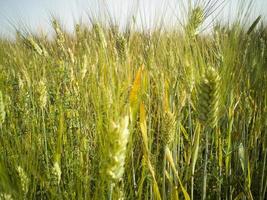 colpo ravvicinato del campo di grano verde foto