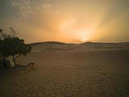 tramonto nel deserto foto