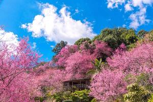 fiore di ciliegio selvatico himalayano, prunus cerasoides o fiore di tigre gigante. foto