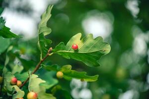 quercia galle, inchiostro noccioline su quercia. foto