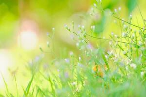 vita primavera fiore mattina bellezza modificare estate foto