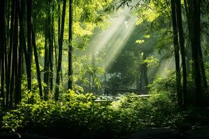 bellissimo paesaggio di asiatico bambù foresta con mattina sole raggi foto