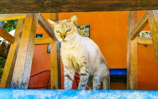 carino vagante gatto vivente al di fuori nel gratuito natura. foto