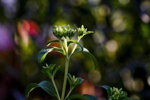 lo zucchero naturale, la pianta di stevia in un giardino di madrid, spagna foto