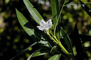 pianta di oleandro in fiore, una pianta molto tossica nei giardini pubblici, spagna foto