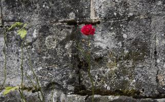 una rosa rossa davanti a un muro di pietra in francia