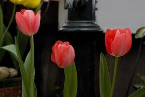 tulipani rosa in giardino, madrid spagna