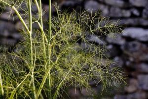 aneto una pianta aromatica nella provincia di lot, francia foto