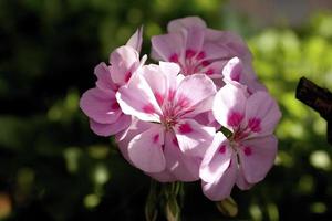 dettagli di fiori di geranio in un giardino di madrid, spagna
