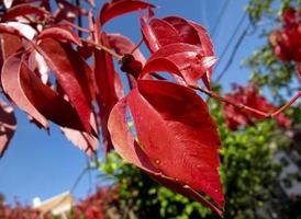 in autunno, le foglie di vite vergini diventano rosse a madrid, in spagna foto