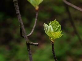 avvicinamento di il mini cuffie, stelo e piccolo giovane verde le foglie di sorbus latifolia. soleggiato primavera giorno . foto