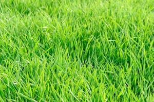 campo di trama di erba verde fresca come sfondo foto