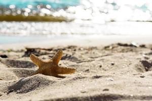 stella di mare sulla sabbia sull'oceano in una calda giornata estiva foto