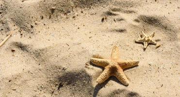stella di mare sulla sabbia sull'oceano in una calda giornata estiva foto