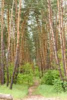 bellissima foresta con alti pini fuori città in una calda giornata estiva foto