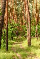 bellissima foresta con alti pini fuori città in una calda giornata estiva foto