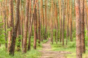 bellissima foresta con alti pini fuori città in una calda giornata estiva foto