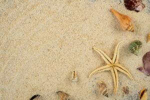 stella marina e conchiglia su spiaggia foto