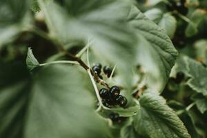 furits di nero ribes fra il le foglie di ribes cespuglio foto