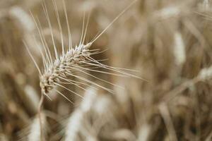 dettaglio di il maturo orzo orecchio foto