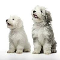 amorevole cani nel isolato bianca sfondo foto