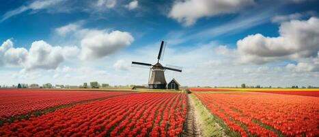 tulipano campo paesaggio nel olandese foto