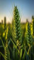 verde orzo spuntone avvicinamento, verde Grano, pieno grano, vicino su di un orecchio di acerbo Grano, ai generativo foto