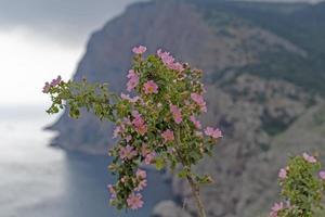 fiori di rosa canina rosa su uno sfondo sfocato di cielo grigio foto