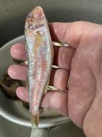 una mano con un piccolo pesce barabulka foto