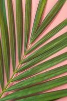 foglia di palma giaceva su sfondo rosa. concetto di sfondo estivo. foto