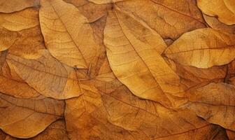 avvicinamento autunno asciutto foglia strutturato sfondo. creato con ai utensili foto