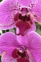 primo piano di fiori di orchidea per lo sfondo
