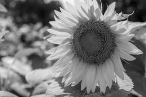 ape selvatica in fiore con nettare di girasole in campagna di campo foto