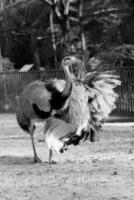 un grande uccello bianco di struzzo di piume sta su gambe lunghe e sottili foto