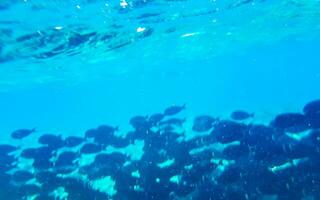 lo snorkeling subacqueo visualizzazioni pesce coralli turchese acqua rasdhoo isola Maldive. foto