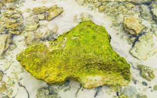 pietre rocce coralli turchese verde blu acqua su spiaggia Messico. foto