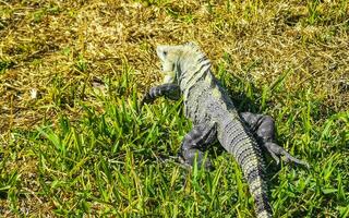 iguana sull'erba rovine di tulum sito maya tempio piramidi messico. foto