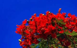 bellissimo albero di fiamma tropicale fiori rossi sgargianti delonix regia messico. foto