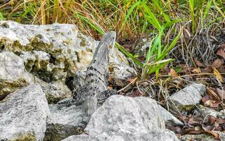 iguana su roccia tropicale giungla playa del Carmen Messico. foto