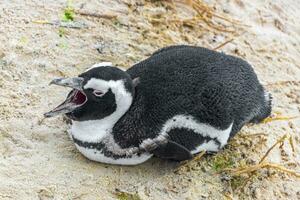 Sud africano pinguini colonia di dagli occhiali pinguini pinguino capo cittadina. foto