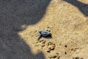 poco bambino tartaruga strisciando su sabbia mirissa spiaggia sri lanka. foto