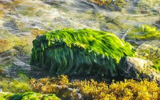 pietre rocce coralli con fanerogame nel acqua su spiaggia Messico. foto