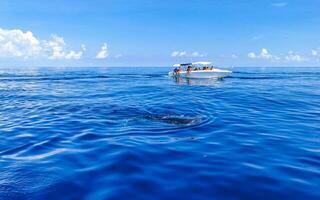 enorme balena squalo nuotate su il acqua superficie cancun Messico. foto