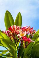 plumeria albero cespuglio con rosa e giallo fiori nel Messico. foto