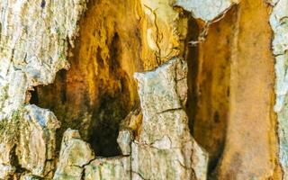 caduta muschioso abbaiare di tropicale albero struttura nel tulum Messico. foto