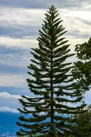 alto alberi abeti natura impianti montagne e foreste costa rica. foto