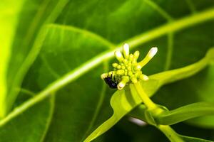 noni frutta morinda citrifolia con fiori popolare con le formiche messico. foto
