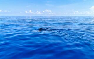 enorme balena squalo nuotate su il acqua superficie cancun Messico. foto