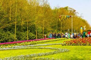 lisse Sud Olanda Olanda 2014 colorato fiori tulipani giunchiglie nel keukenhof parco lisse Olanda Olanda. foto